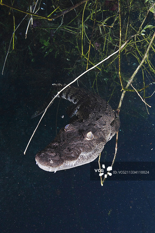 墨西哥莫雷莱特鳄洗车天坑图片素材