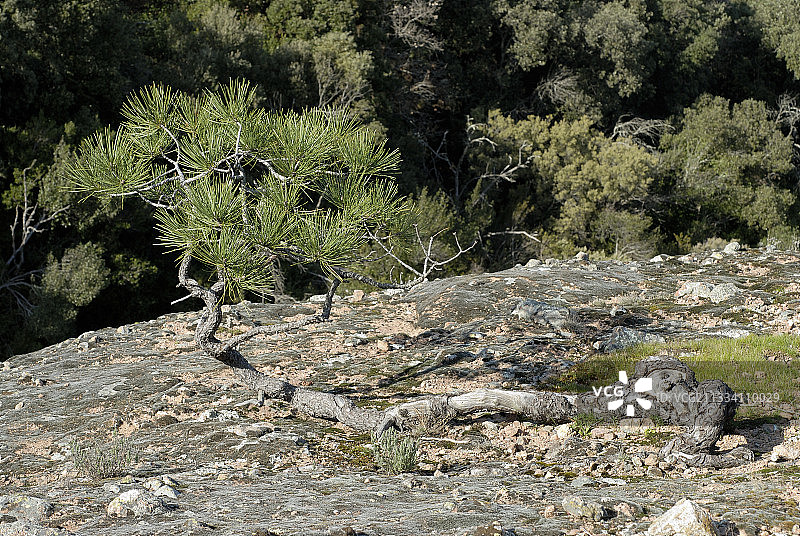 法国罗克布吕讷-阿尔让的意大利石松景观图片素材