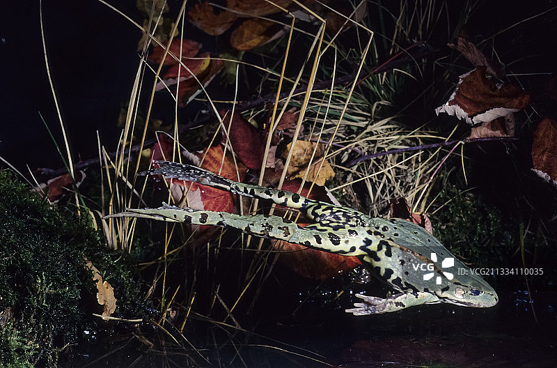 绿蛙跳跃图片素材