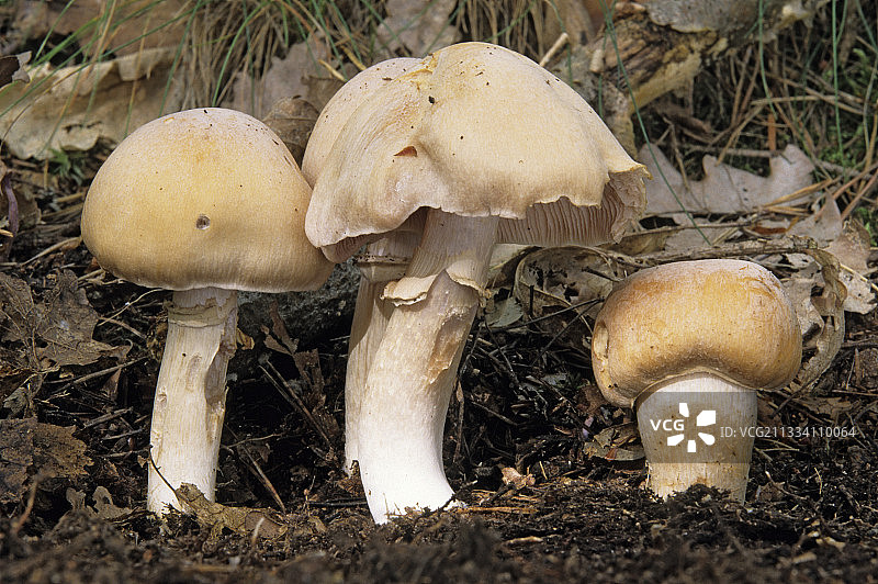 林下灌木图片素材