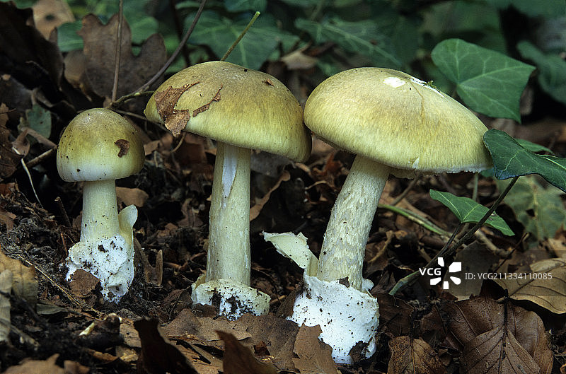 死亡帽图片素材