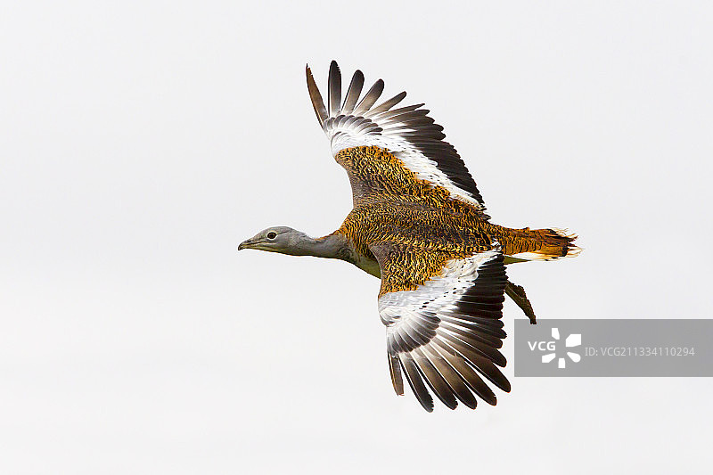 秋季在英国飞行的雌性大鸨图片素材