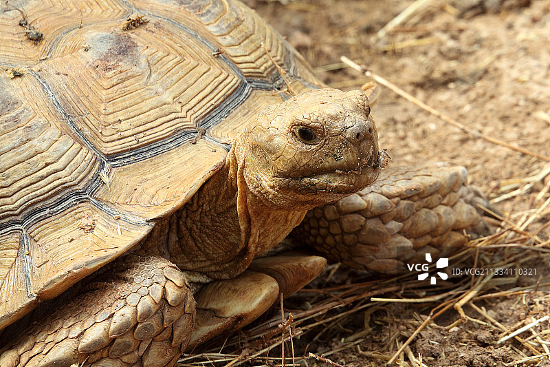 非洲盾臂龟 - 突尼斯杰尔巴探索公园图片素材