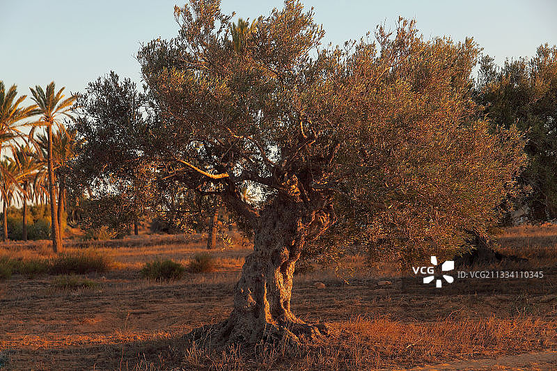 突尼斯杰尔巴岛的日落橄榄树图片素材