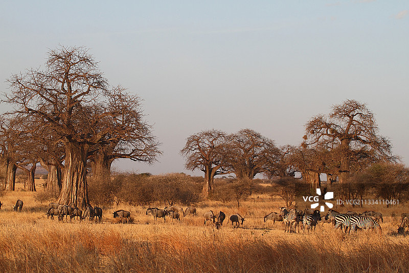 塔兰吉雷国家公园的猴面包树图片素材