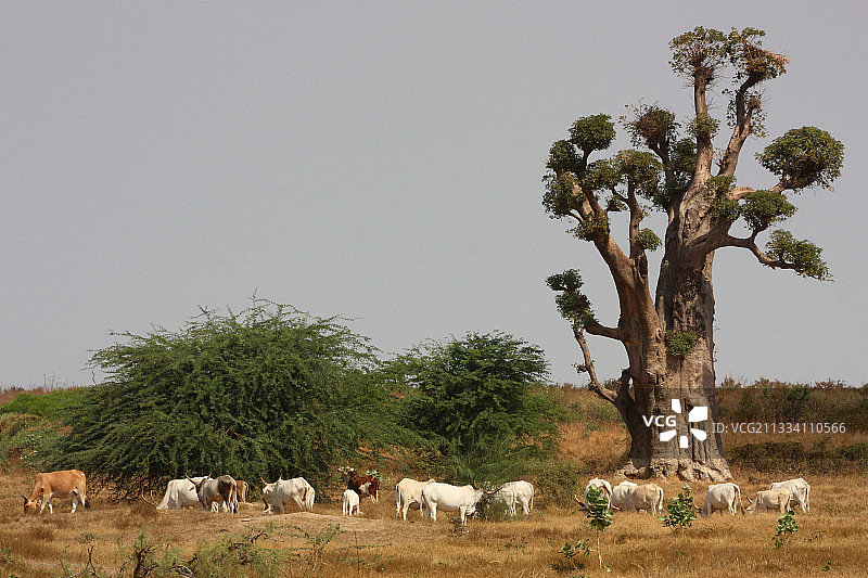 塞内加尔南海岸恩圭林的瘤牛和猴面包树图片素材