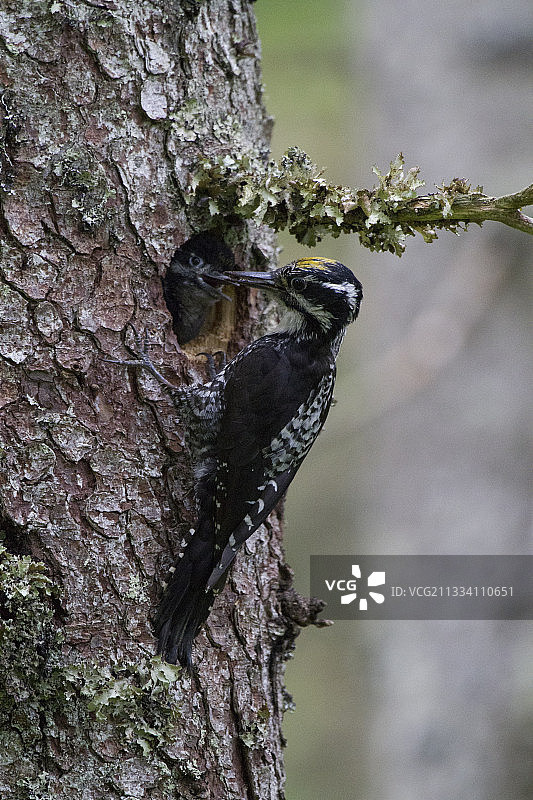瑞士沃州喂食中的雄性三趾啄木鸟图片素材