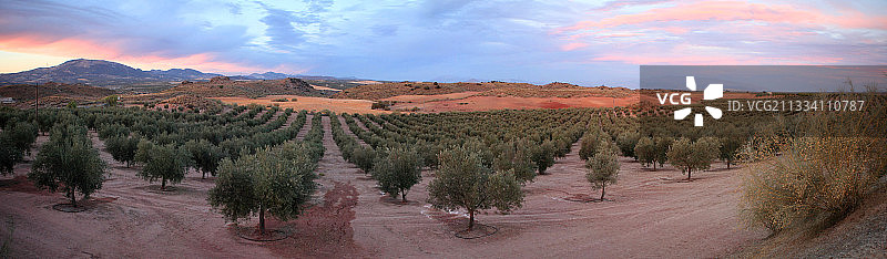 西班牙蒙特弗里奥附近黄昏时的橄榄树图片素材