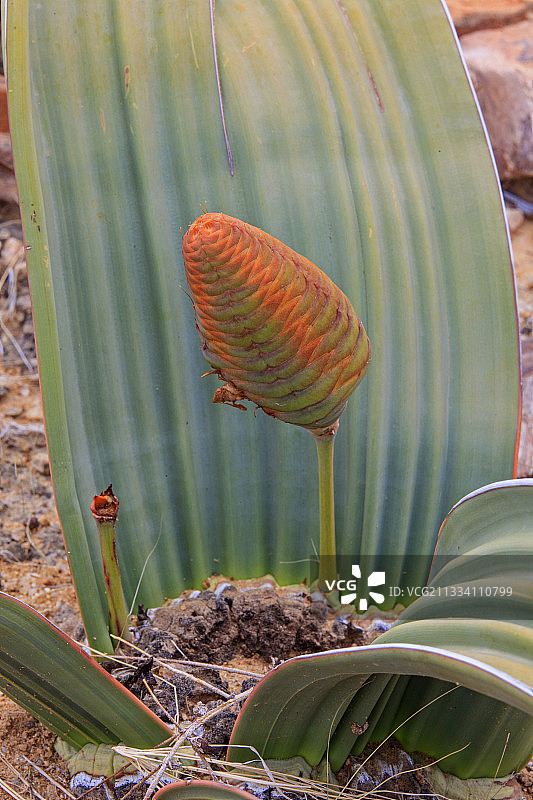 雌性百岁兰的生殖器官特写图片素材