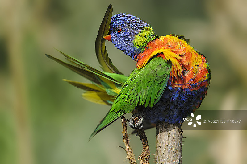 正在梳理羽毛的彩虹鹦鹉，澳大利亚图片素材