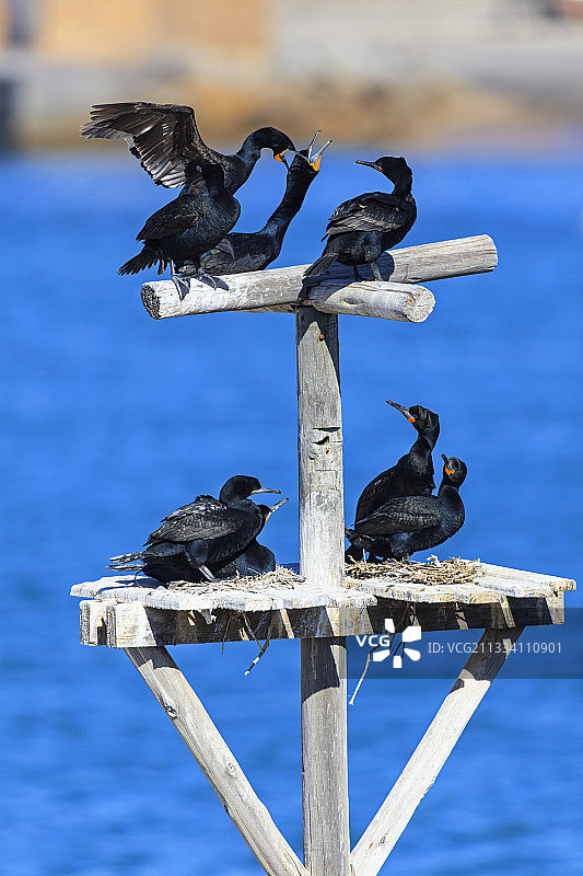 在纳米比亚的平台上筑巢的海角鸬鹚图片素材