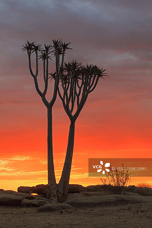 纳米布沙漠日落时分的箭筒树图片素材