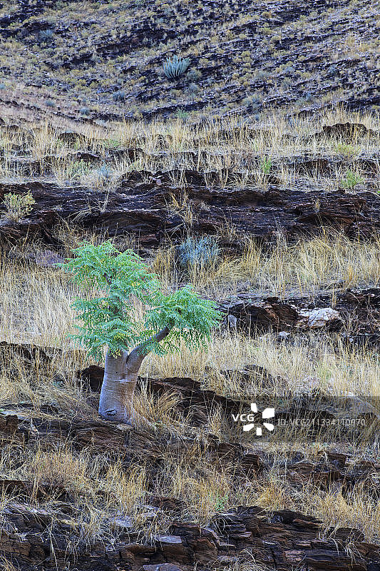 纳米比亚纳米布沙漠中的辣木树图片素材