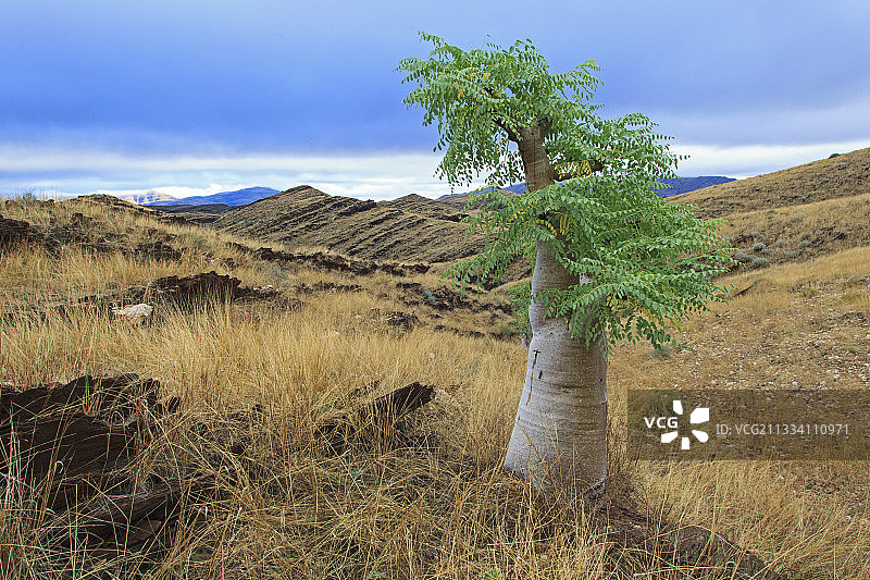 纳米比亚纳米布沙漠中的辣木树图片素材