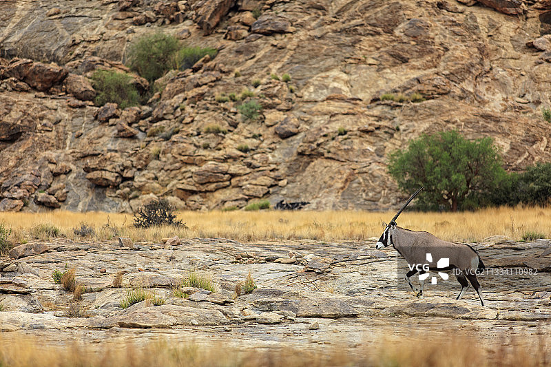在纳米比亚纳米布沙漠岩石上行走的非洲大羚羊图片素材
