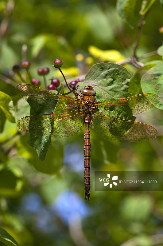 六月丹麦的棕色蜓图片素材