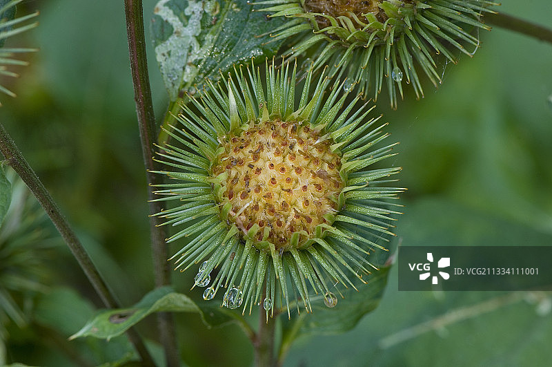 丹麦Vrangeskov九月的牛蒡图片素材