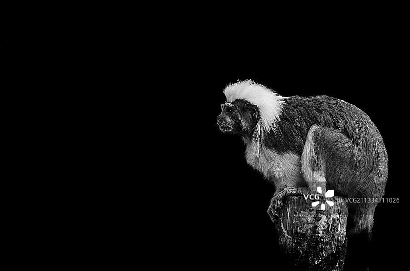 法国诺曼底Biotropica的棉顶绢毛猴图片素材