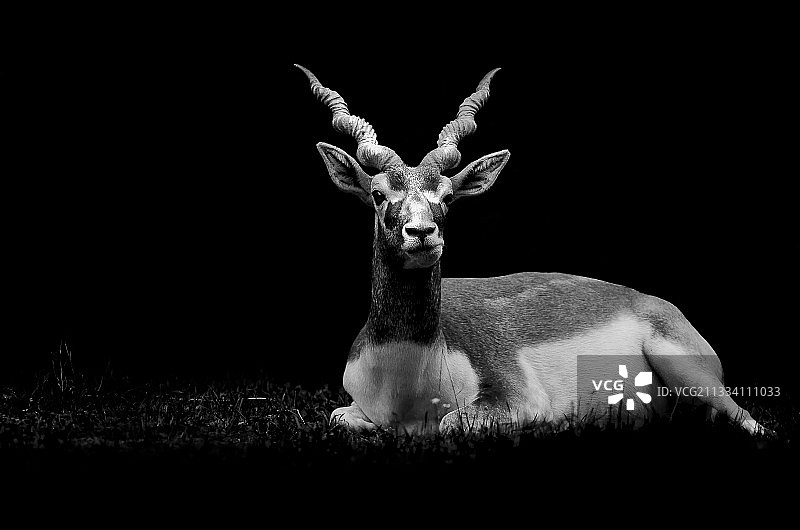 克莱尔法国动物园里的黑羚图片素材