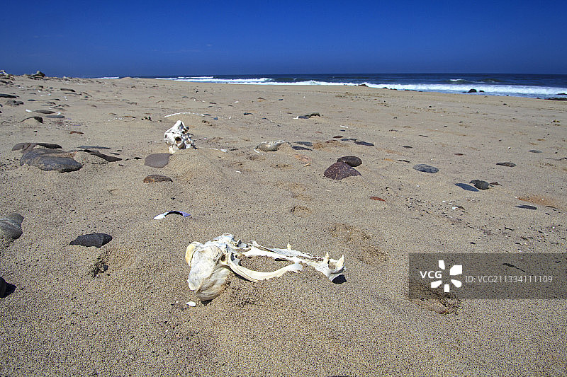 纳米比亚骷髅海岸的动物骨骼图片素材