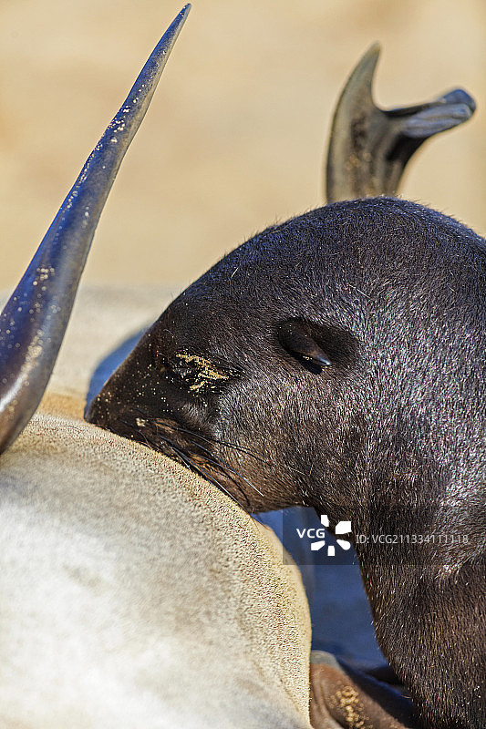 在纳米比亚海豹角吸吮母乳的幼年海狗图片素材