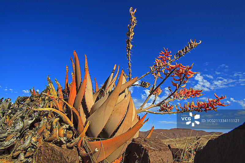 纳米比亚沙漠中的芦荟花图片素材