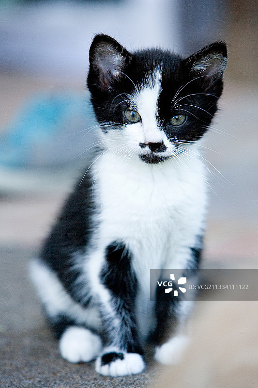 坐在法国的欧洲小猫（黑白）图片素材