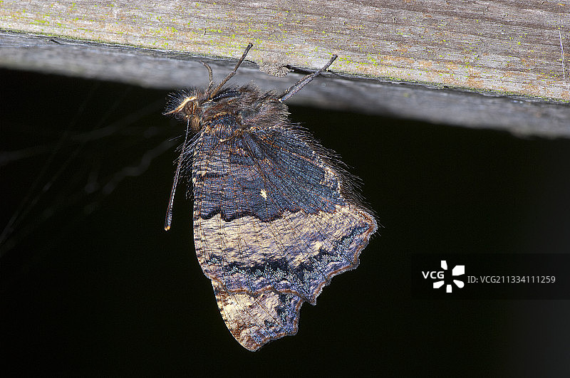 刚孵化大型玳瑁蝶图片素材