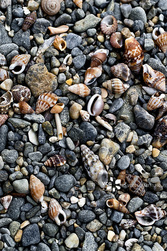 西班牙布拉瓦海岸卵石滩上的贝壳图片素材
