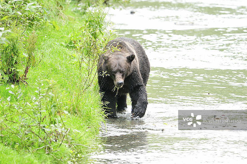 灰熊在阿拉斯加海德河中行走图片素材
