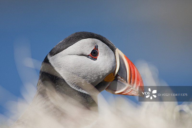 英国苏格兰的大西洋海鹦肖像图片素材