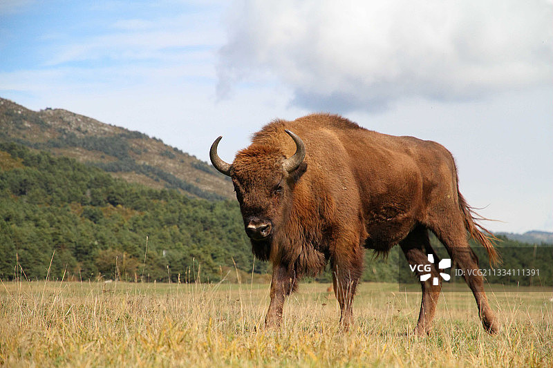 法国蓝色海岸山脉欧洲野牛生物保护区图片素材