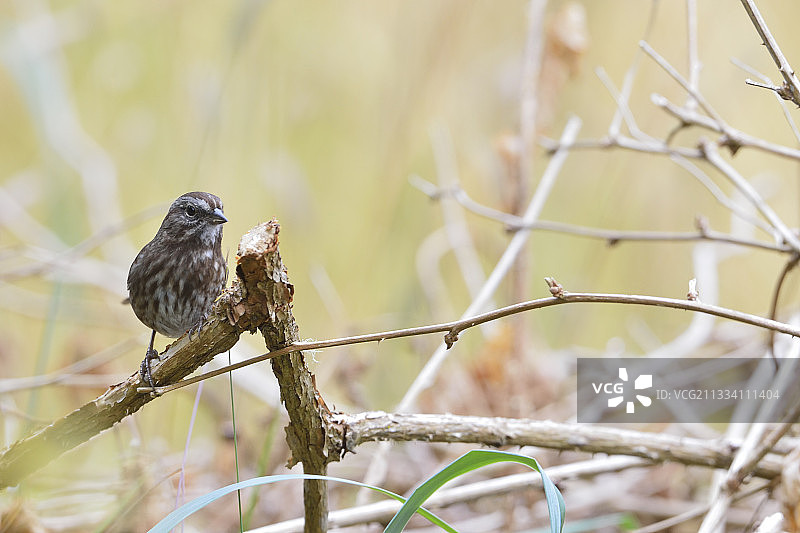 加拿大不列颠哥伦比亚省树枝上的歌雀图片素材