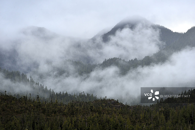 加拿大哈迪港和鲁珀特王子港之间森林上的薄雾图片素材