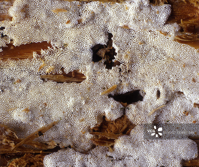 白腐菌图片素材