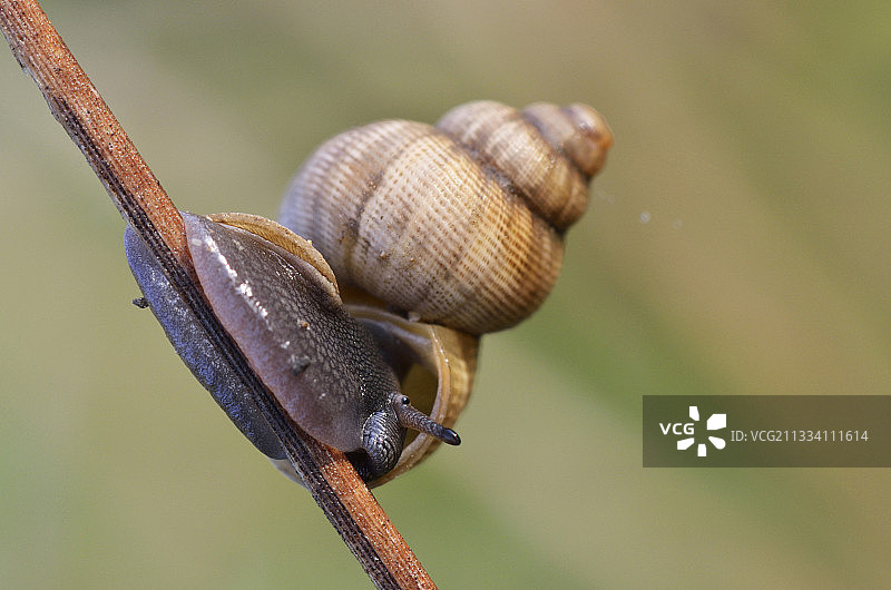 夏季树枝上的圆口蜗牛图片素材