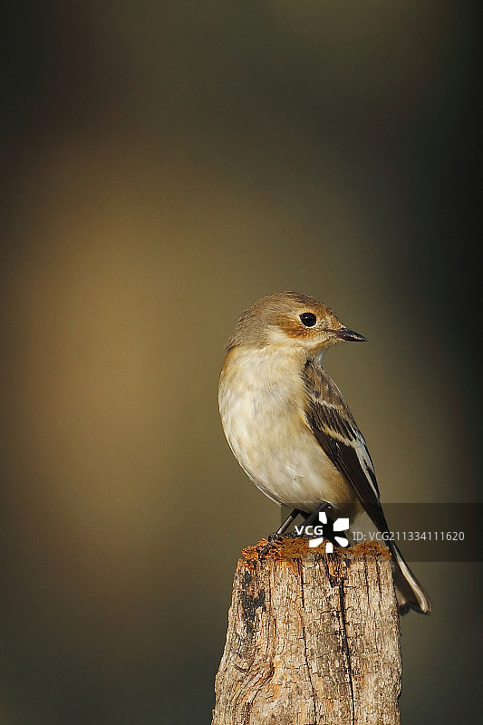 田野中杆子上的欧洲斑姬鹟图片素材