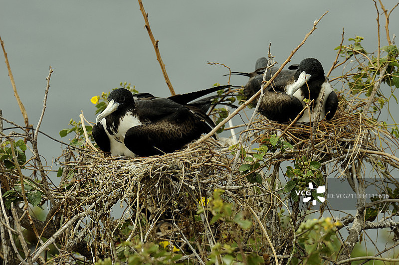 拉普拉塔岛上的丽色军舰鸟雌鸟（厄瓜多尔）图片素材