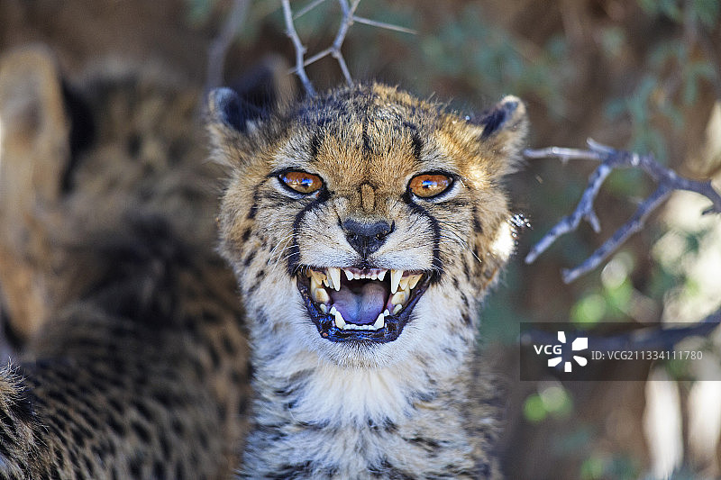 卡拉哈里沙漠中咧嘴笑的猎豹肖像图片素材