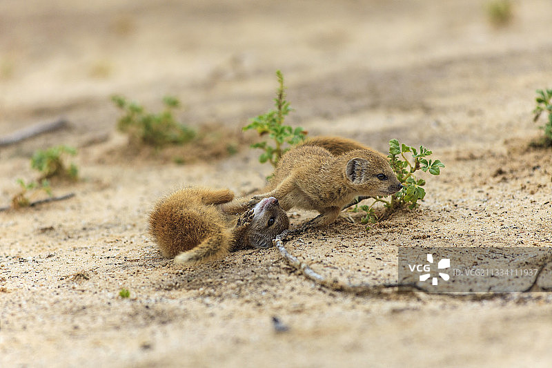 在卡拉哈里沙漠中玩耍的幼年黄獴图片素材