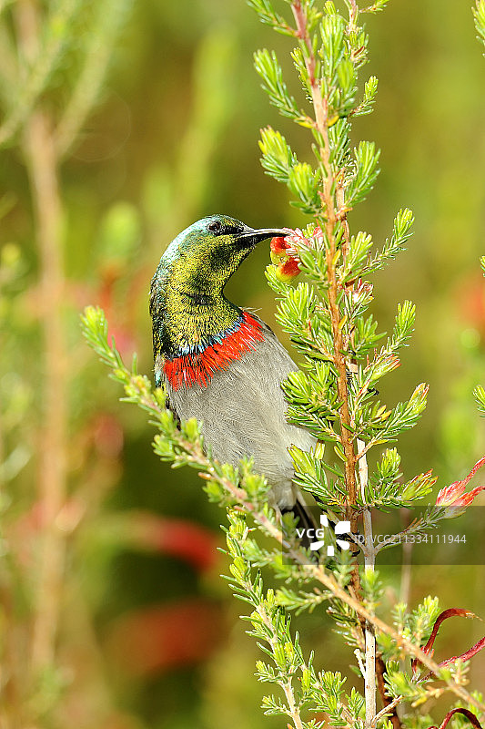 南非南部双领太阳鸟图片素材