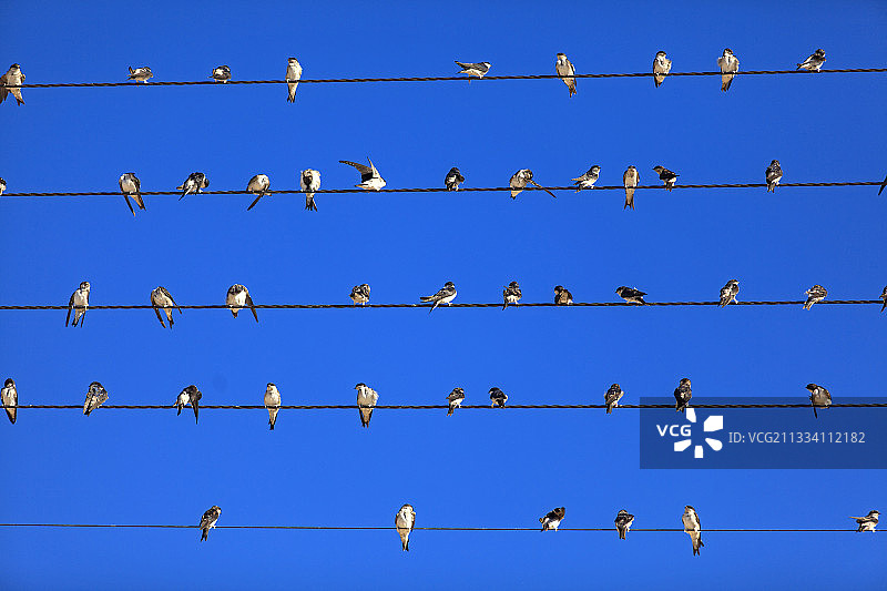 栖息在电线上的家燕，纳米比亚卡曼贾布图片素材