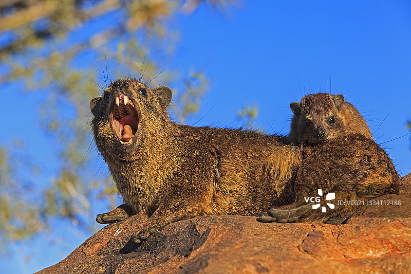 纳米比亚南部打哈欠的蹄兔图片素材