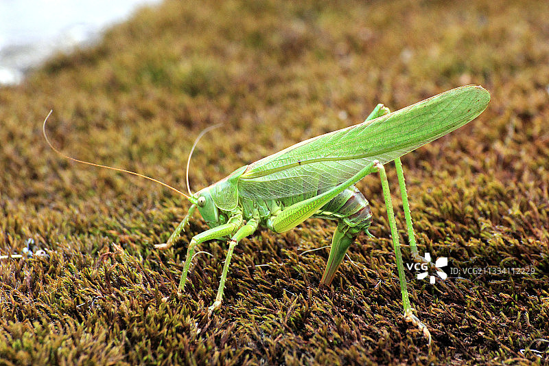 绿色大草蜢（法国芒什）图片素材