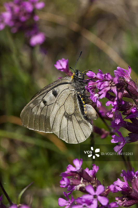 斯德哥尔摩腹部有交配囊的阿波罗绢蝶图片素材