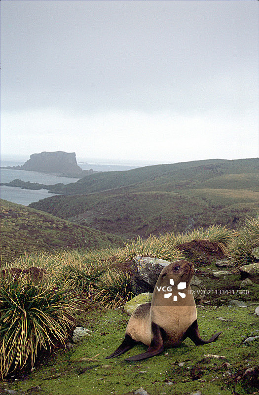 南乔治亚岛的雌性南极海狗图片素材