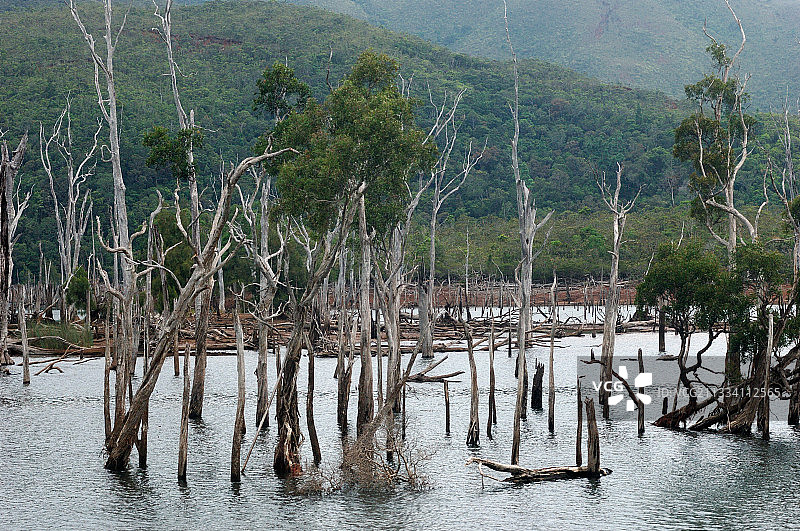 蓝色河流埋没森林公园，新喀里多尼亚图片素材