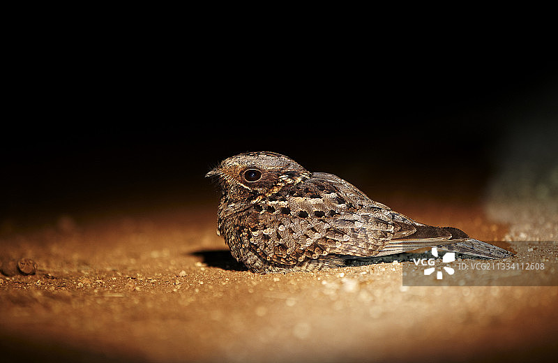 火颈夜鹰，南非豹山保护区图片素材