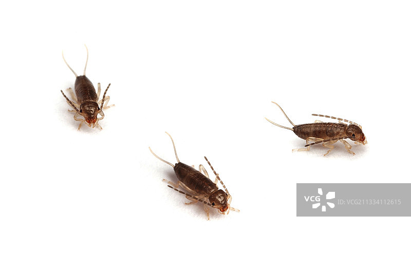 白色背景上的普通蠼螋幼虫图片素材