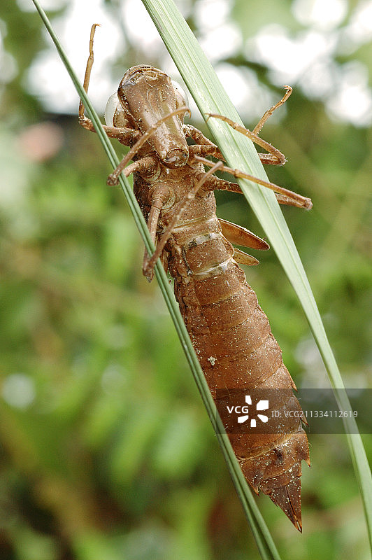 法国的皇帝蜻蜓蜕皮图片素材